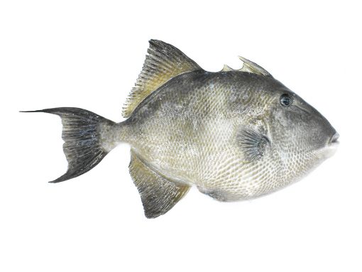Pez cochino - Productos de la Pesca Conil